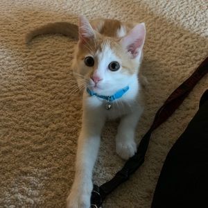 Meet your Posher, Lindsey